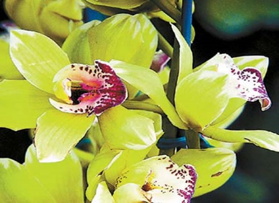 Orquidea Shenzhen Nongke - Orquídea mais cara do mundo custa +400 mil