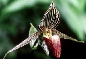 Orquídea dourada de Kinabalu: Tudo sobre essa orquidea rara