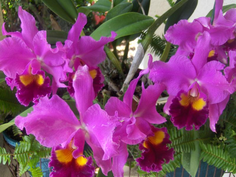 3 cuidados básicos para cultivar orquídeas sem ser especialista - 3 cuidados básicos para cultivar orquídeas sem ser especialista