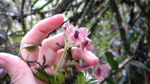 Nova espécie de orquídea  tem uma cabeça de diabo entre as pétalas