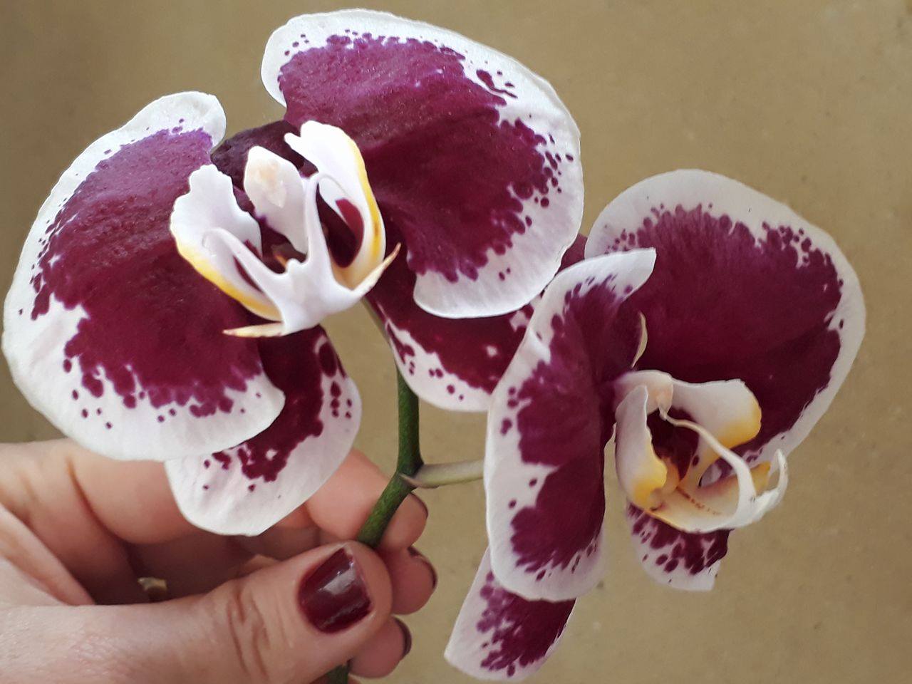 15609477 1197814203606469 1198307635 o - Posso retirar minha orquídea do vaso mesmo estando com flores
