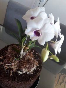5 erros cometidos após comprar a primeira orquídea