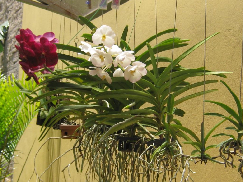 Como plantar orquídea vanda 1024x768 - Como plantar orquídea vanda