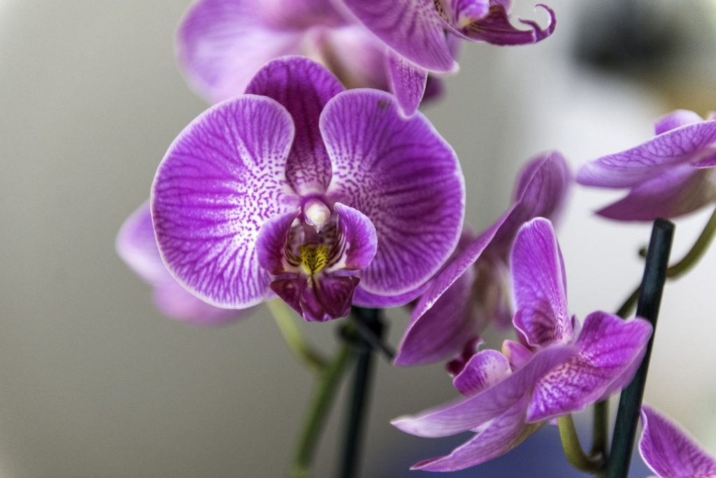 orquide3 1024x683 - 5 erros cometidos após comprar a primeira orquídea