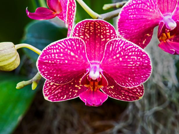 orquidea1 - 5 erros cometidos após comprar a primeira orquídea