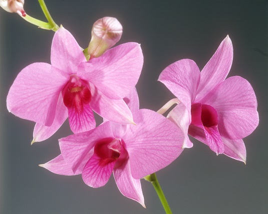 orquidea2 - 5 erros cometidos após comprar a primeira orquídea