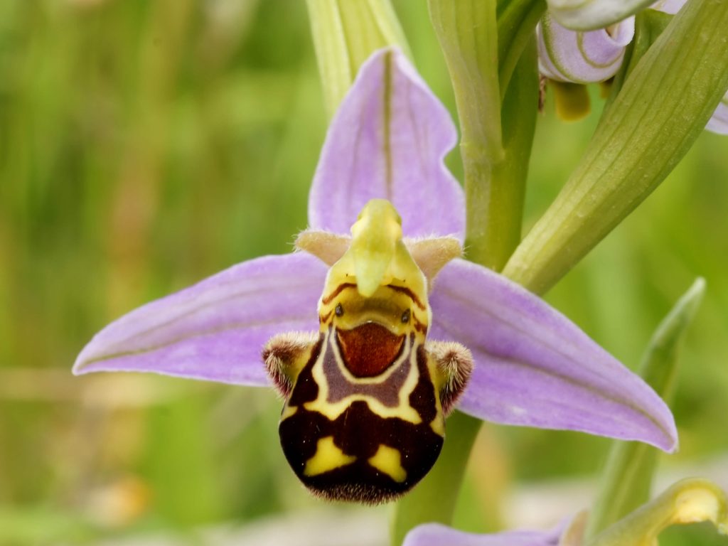 orquideas raras ophrys apifera 1024x768 - Orquídeas híbridas? O que são? Como são geradas?