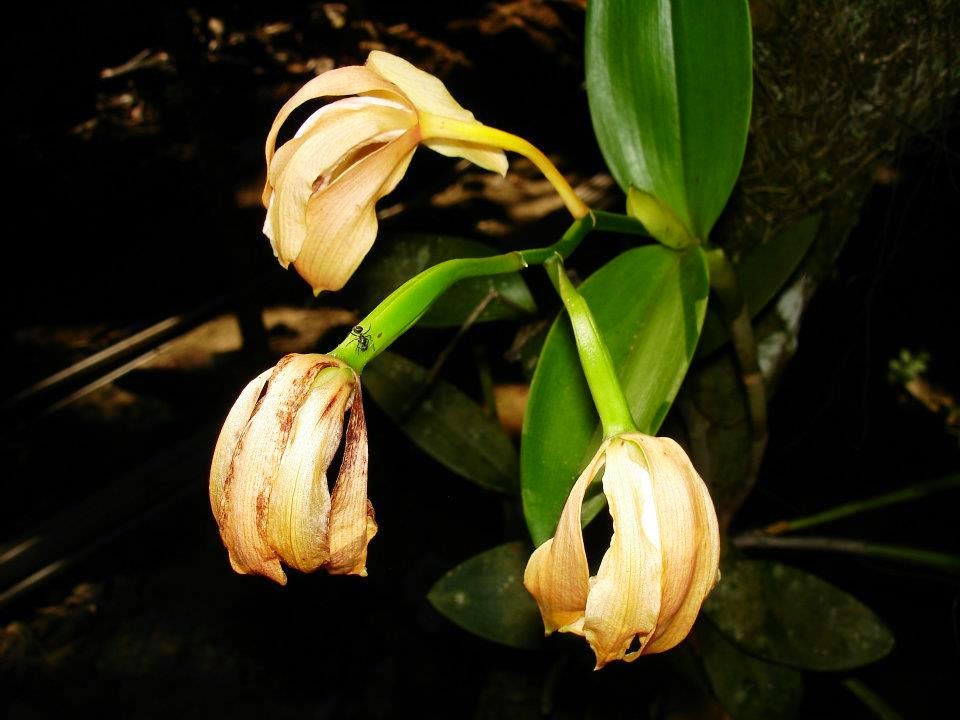 flores murchas - Porque as orquídeas abortam as flores?