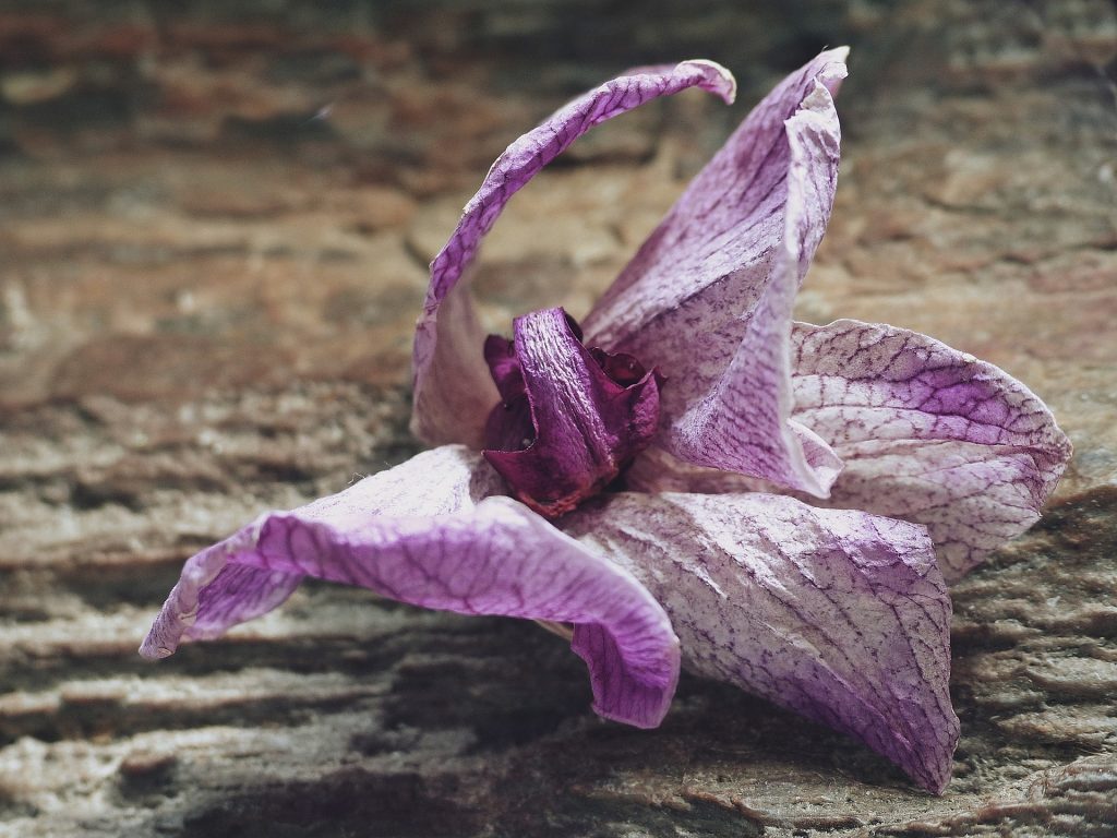 Porque as orquídeas abortam as flores? Saiba como evitar