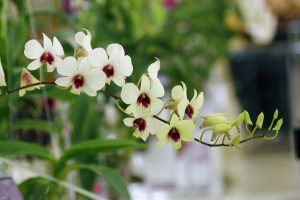Porque as orquídeas abortam as flores?