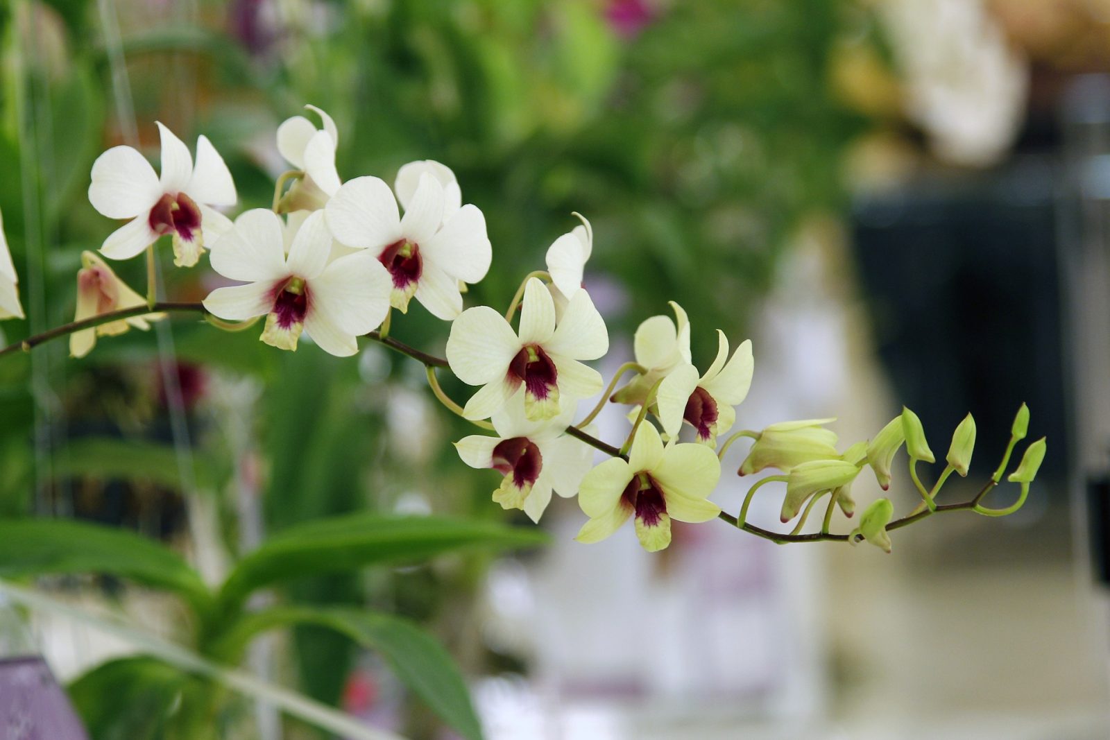 Porque as orquídeas abortam as flores? Saiba como evitar