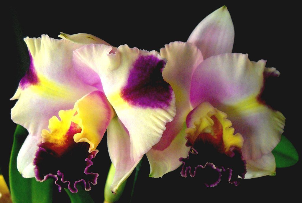 Cattleya Haw Yuan Angel 1024x689 - Saiba tudo sobre as espécies de orquídeas mais populares do Brasil