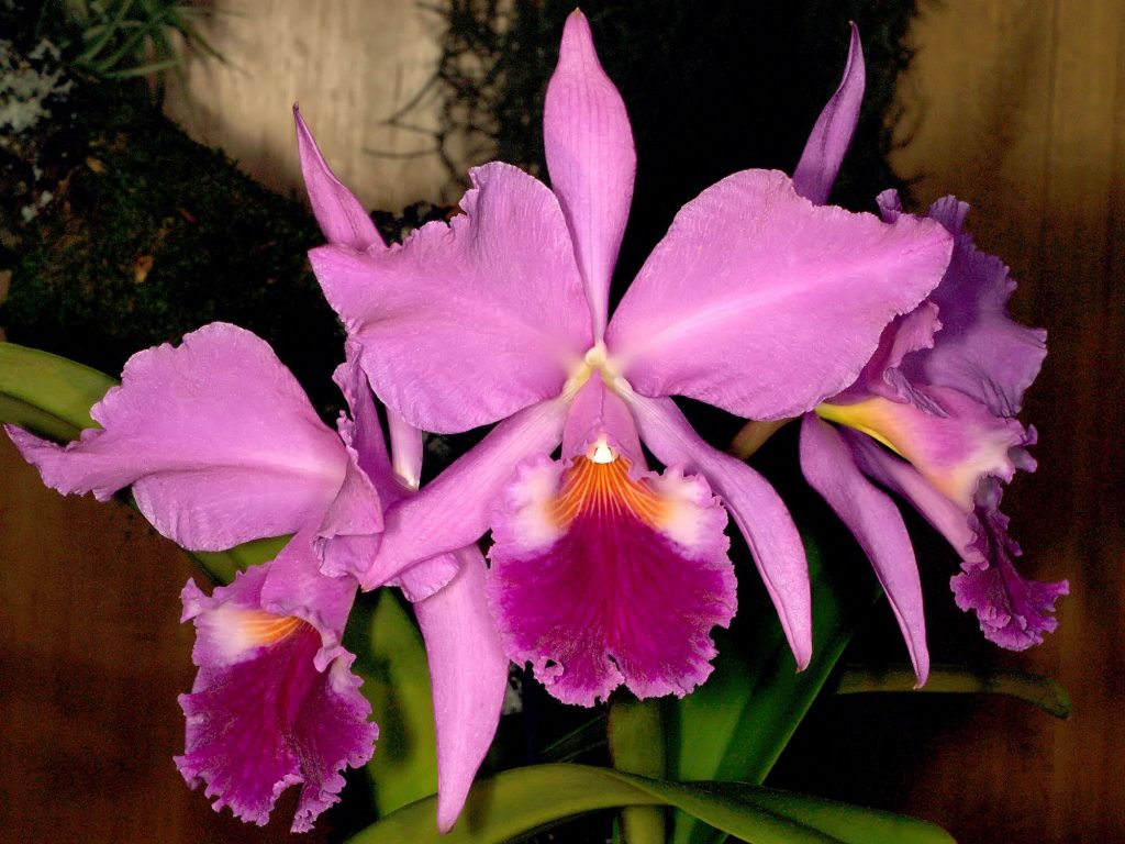 Cattleya labiata  1024x768 - Saiba tudo sobre as espécies de orquídeas mais populares do Brasil