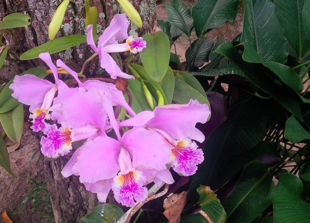 Orquídea Cattleya mossiae 1024x737 - Saiba tudo sobre as espécies de orquídeas mais populares do Brasil