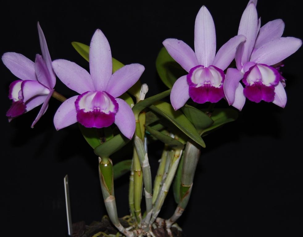 cattleya intermedia - Saiba tudo sobre as espécies de orquídeas mais populares do Brasil