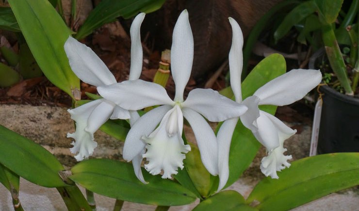 cattleya julio conceicao - Saiba tudo sobre as espécies de orquídeas mais populares do Brasil