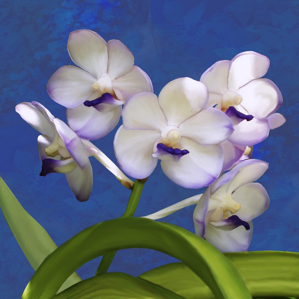 foto1 1024x1024 - Saiba tudo sobre as espécies de orquídeas mais populares do Brasil
