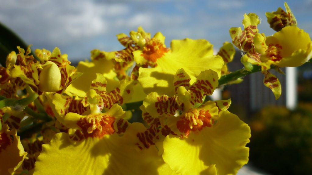 oncidium  1024x576 - Saiba tudo sobre as espécies de orquídeas mais populares do Brasil