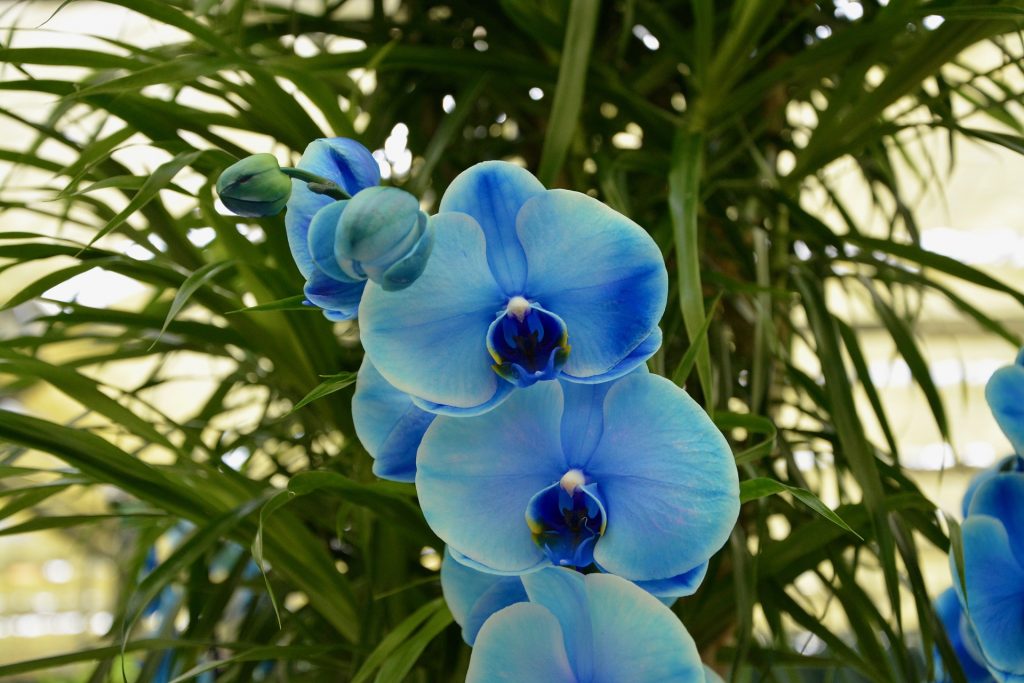 Orquídea azul: Saiba tudo sobre essa orquídea [Orquídea Blue Mystic]