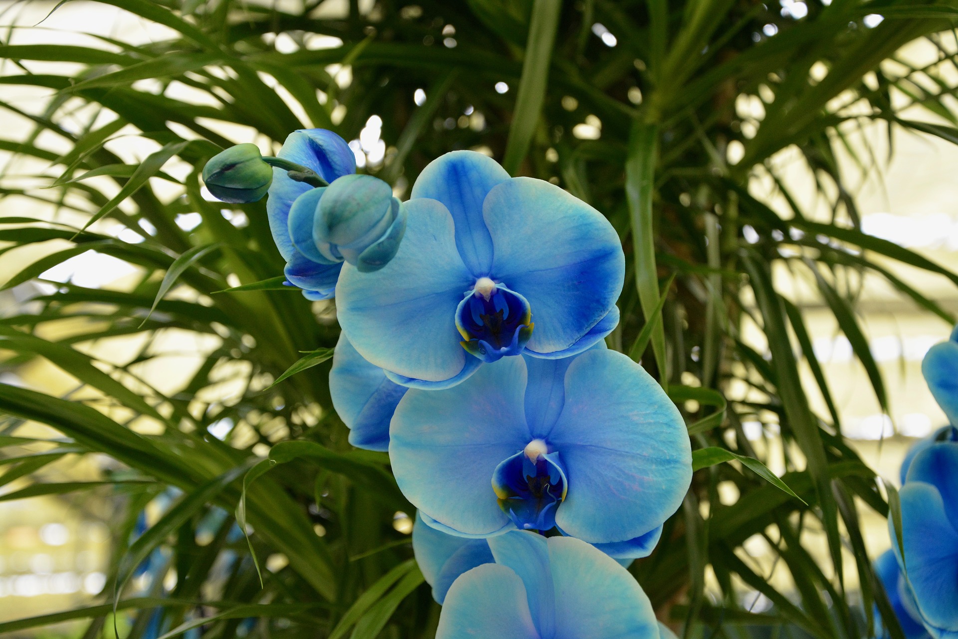 Orchid blues