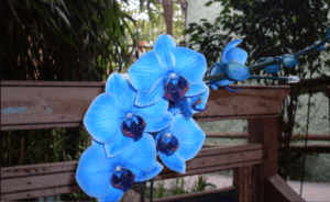 5 tipos de Orquídeas Raras para cultivar