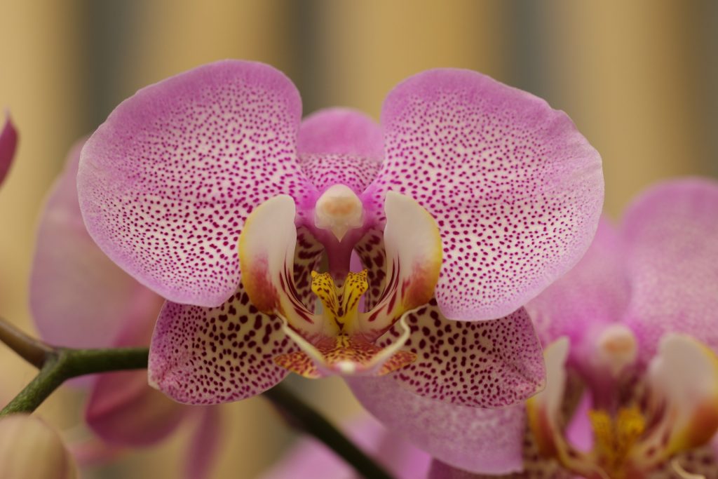 phalaenopsis 1024x683 - Saiba tudo sobre as espécies de orquídeas mais populares do Brasil