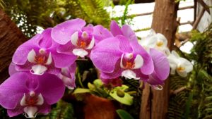 Saiba tudo sobre as espécies de orquídeas mais populares do Brasil