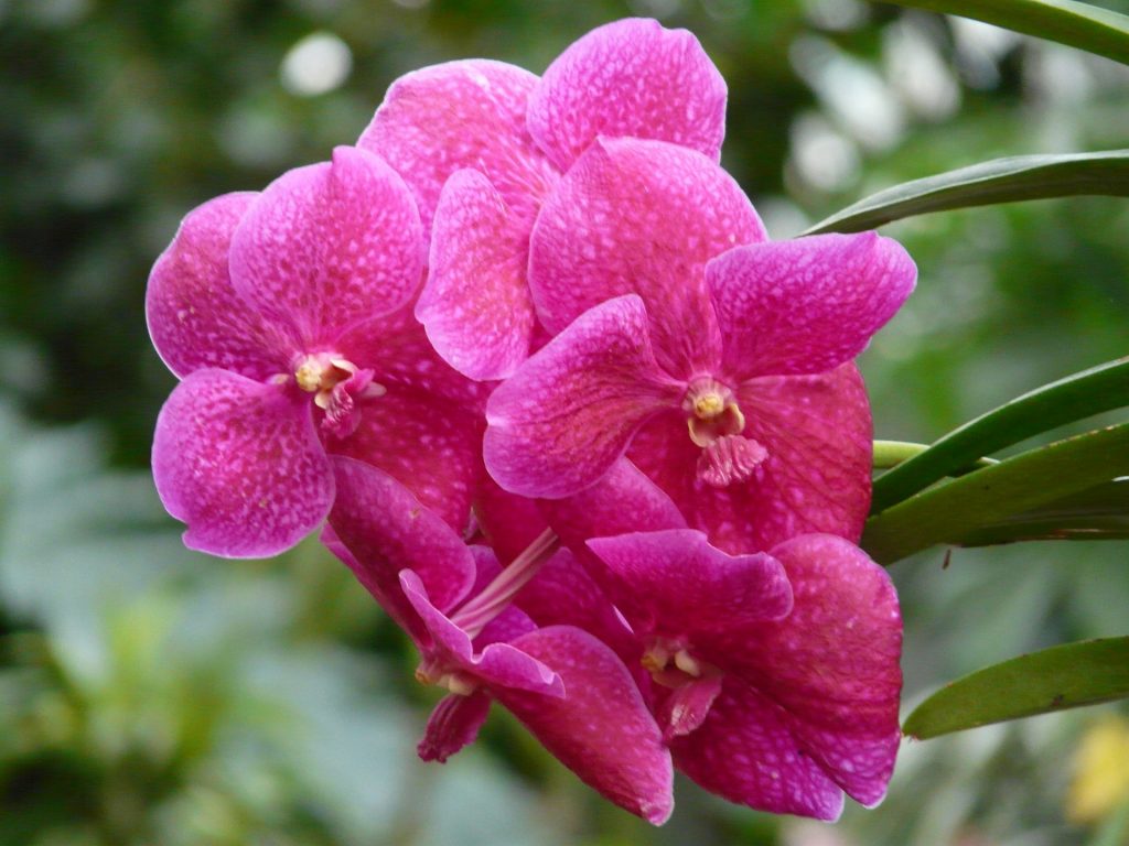 vanda  1024x768 - Saiba tudo sobre as espécies de orquídeas mais populares do Brasil
