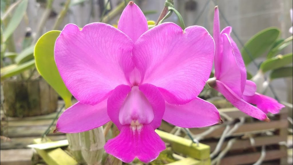 walkeriana 1024x576 - Saiba tudo sobre as espécies de orquídeas mais populares do Brasil