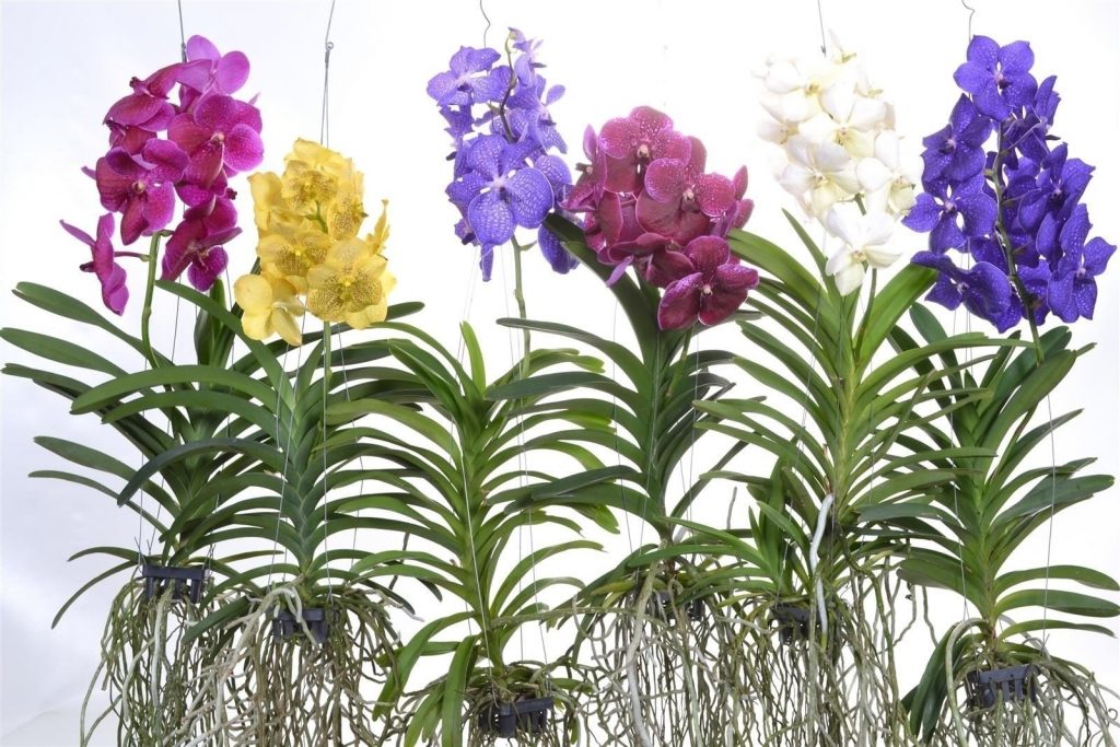 vanda1 1024x683 - Como plantar orquídea vanda
