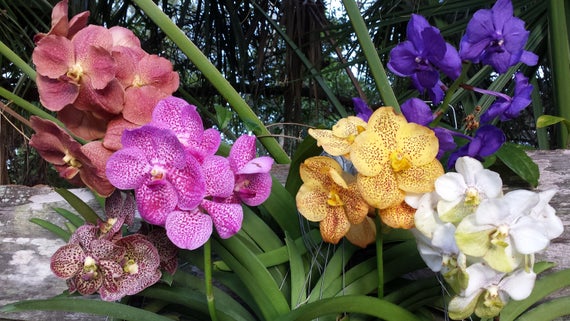 vanda3 - Como plantar orquídea vanda