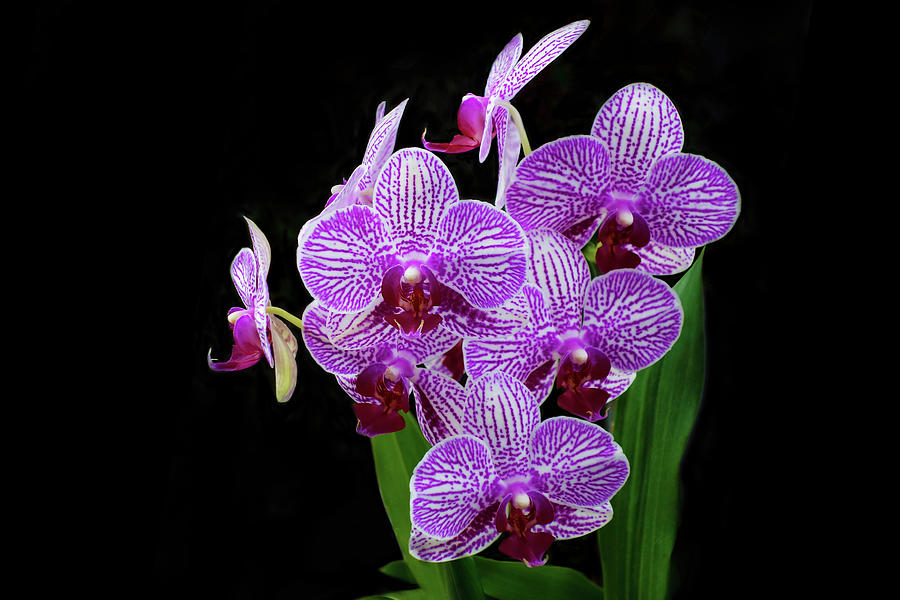 vanda5 - Como plantar orquídea vanda