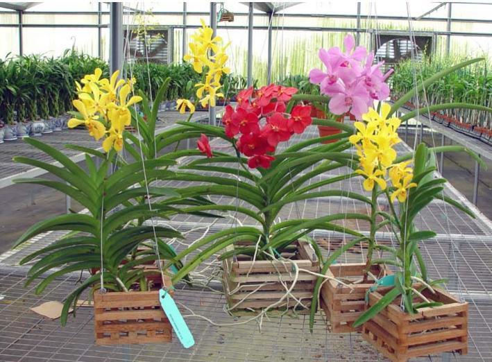 vanda7 - Como plantar orquídea vanda