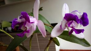 Posso retirar minha orquídea do vaso mesmo estando com flores