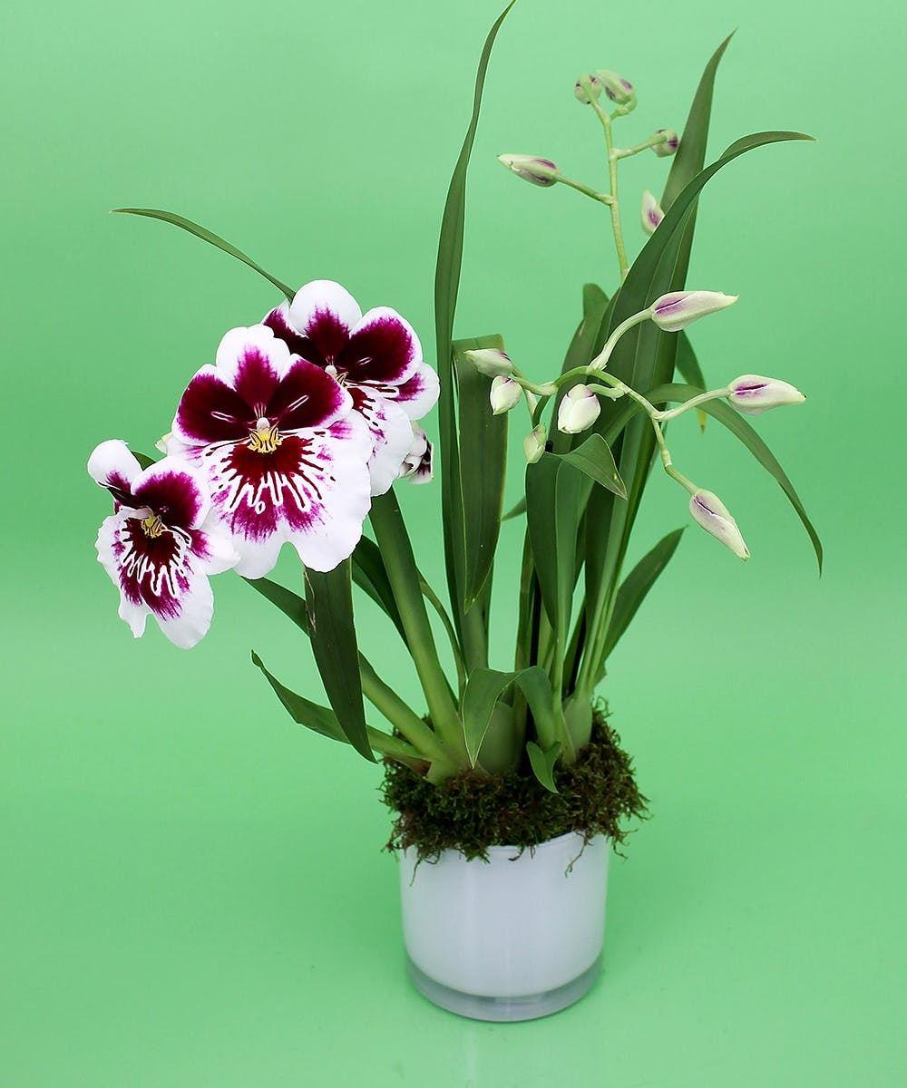 Posso retirar minha orquídea do vaso mesmo estando com flores?