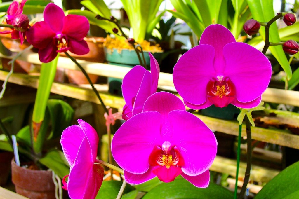 Como tirar muda de orquídea phalaenopsis 1024x682 - Como tirar muda de Orquídea Phalaenopsis
