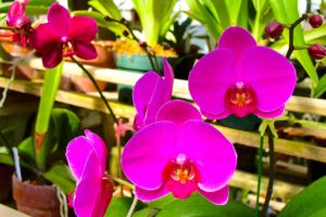 Como tirar muda de Orquídea Phalaenopsis