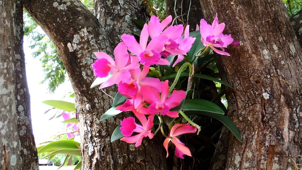 Orquideas em arvore - 4 dicas para Plantar Orquídeas