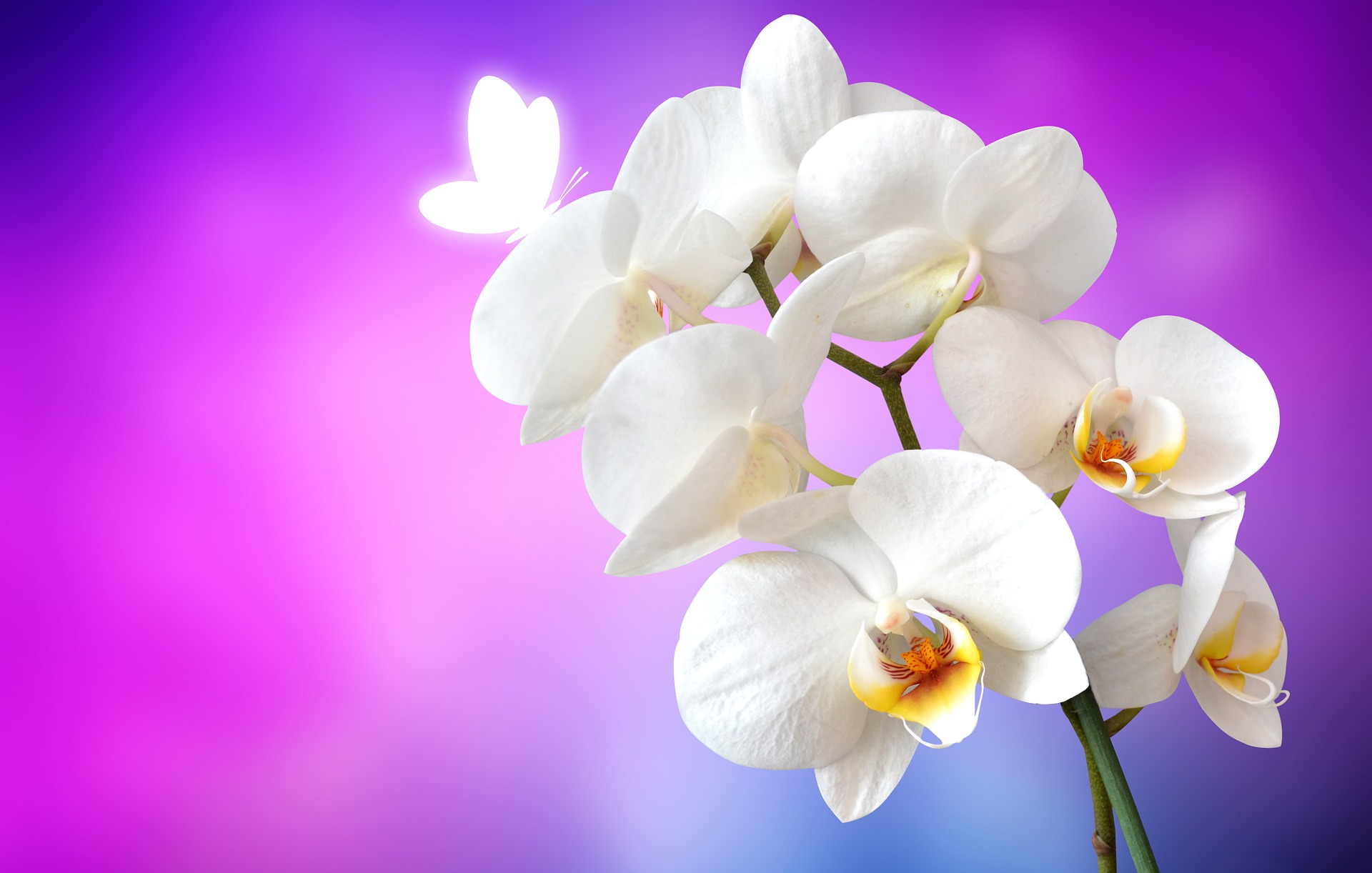 orchid 1259019 1920 - 4 dicas para Plantar Orquídeas