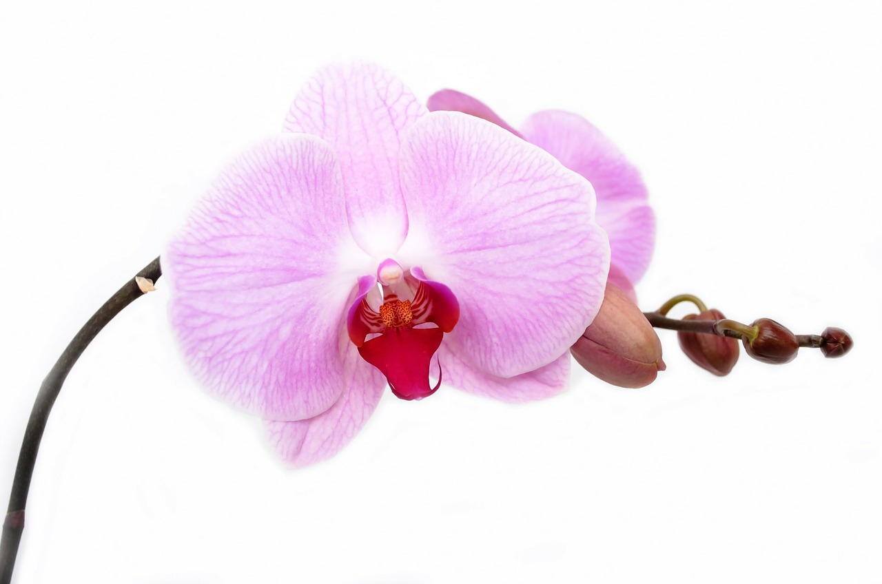 orchid 165218 1280 - 4 dicas para Plantar Orquídeas