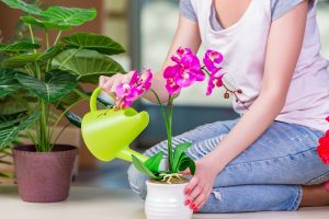 Como Plantar Orquídea