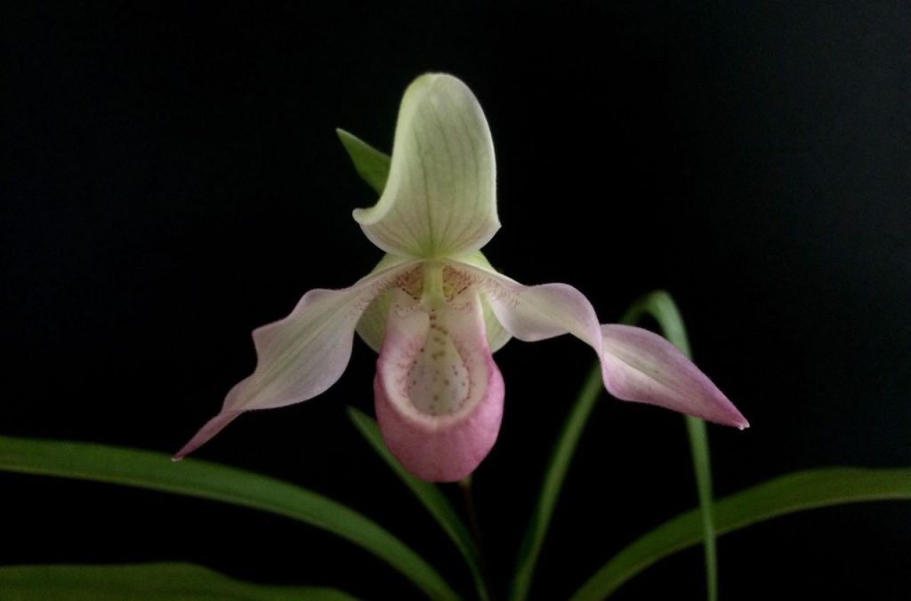 Acacallis sp Orquidea Rara 1024x676 - 5 tipos de Orquídeas Raras para cultivar
