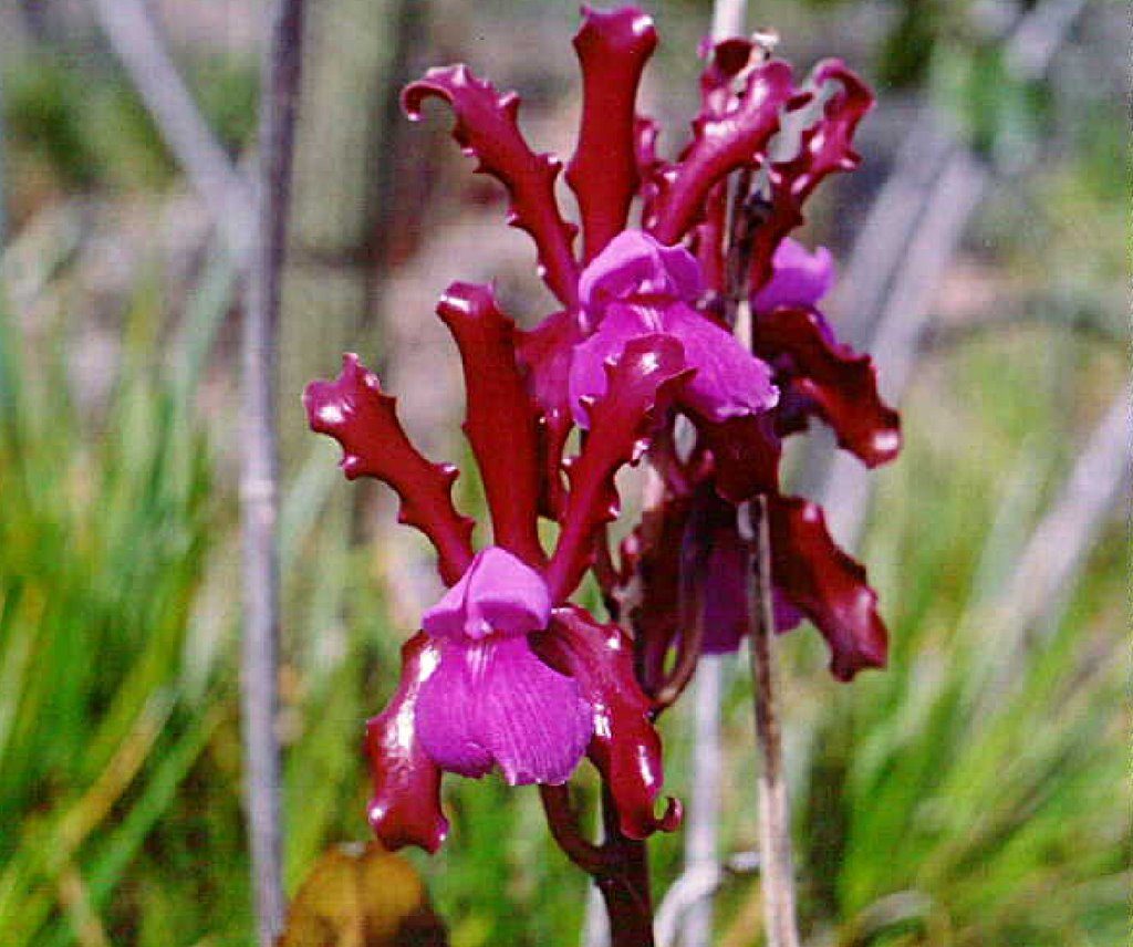 Cattleya Elongata 1024x856 - 5 tipos de Orquídeas Raras para cultivar