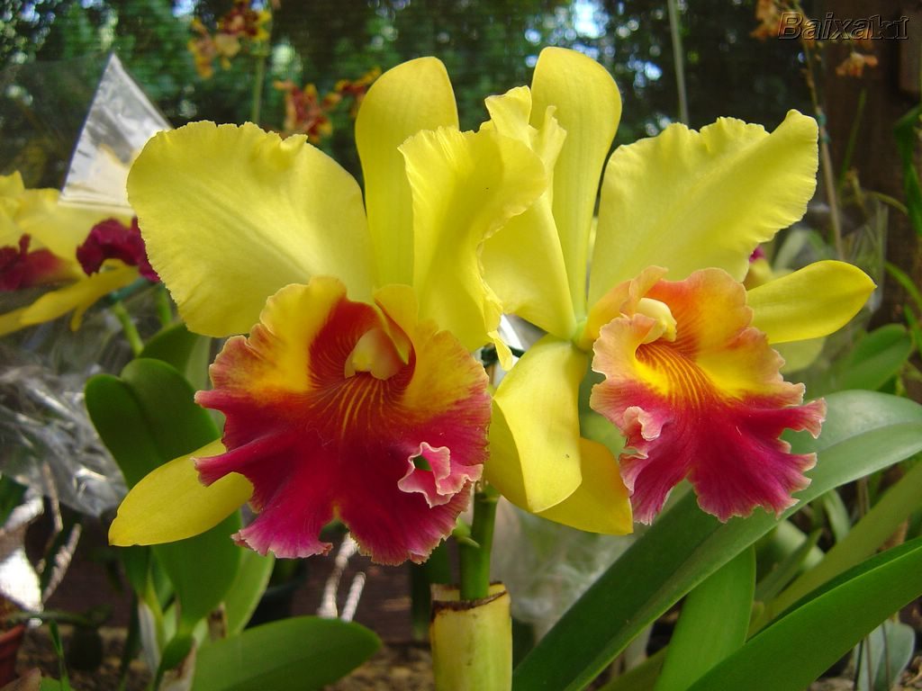 Orquidea Amarela 1024x768 - Tipos de Orquídeas no Brasil