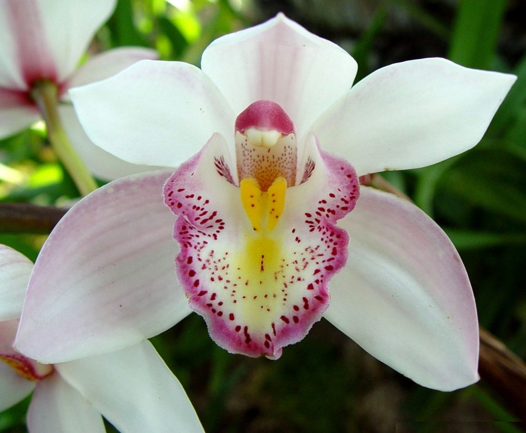 Orquidea Branca 1024x843 - Tipos de Orquídeas no Brasil