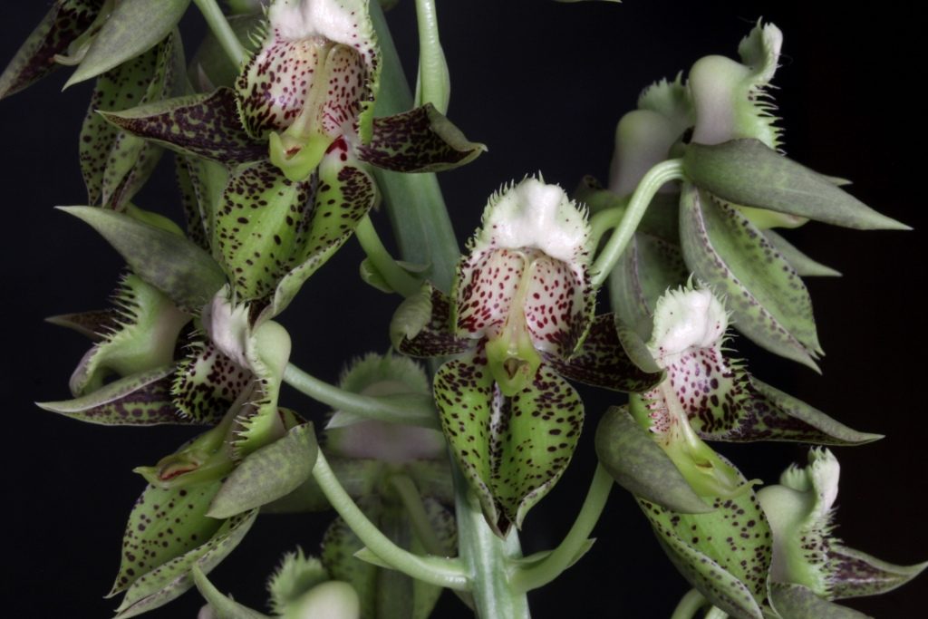 Catasetum Atratum 1024x683 - Orquídeas ameaçadas de extinção no Brasil