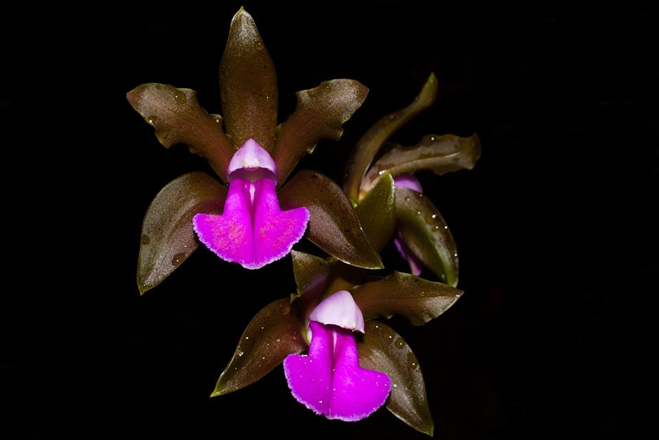 Cattleya Bicolor - Orquídeas ameaçadas de extinção no Brasil
