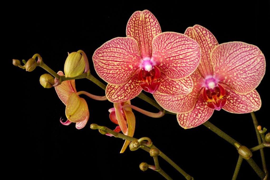 Orquídea Cattleya1 1024x683 - Como cuidar de orquídeas