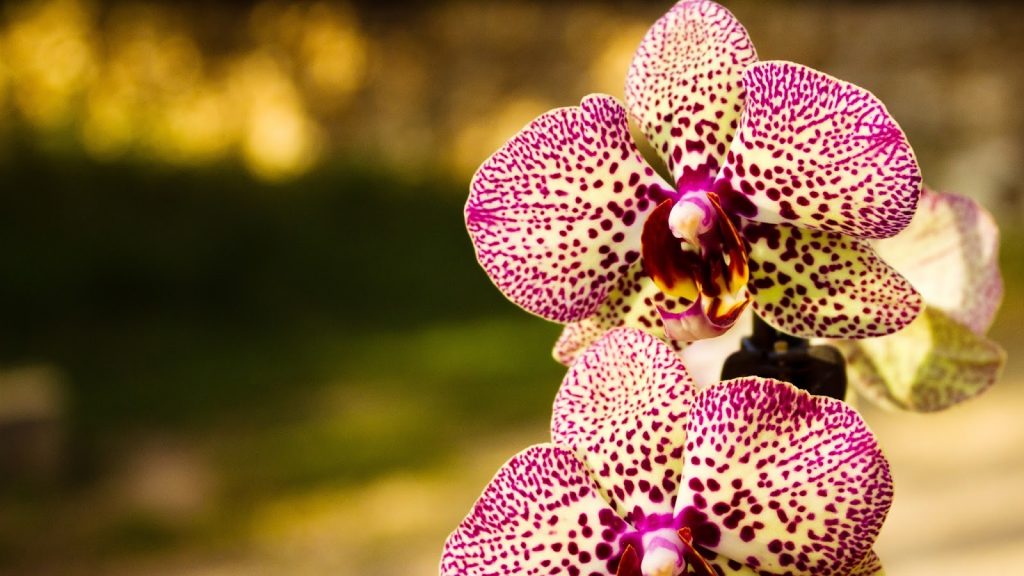 Orquidea borboleta2 1024x576 - Como cuidar de orquídeas