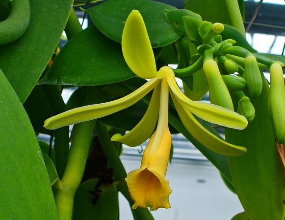 Orquidea de baunilha - Como cuidar de orquídeas